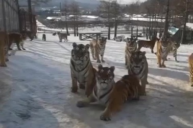 Đàn hổ thích thú chơi đùa trên mặt đất bị đóng băng