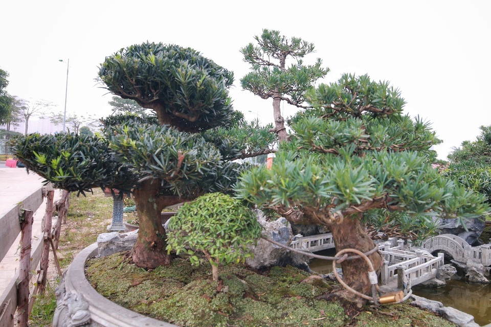 Chiêm ngưỡng “Đồi Tùng La Hán” thiết kế bắt mắt độc nhất vô nhị - 3 Chiêm ngưỡng “Đồi Tùng La Hán” thiết kế bắt mắt độc nhất vô nhị - 3