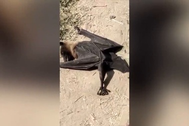 Kỳ lạ hiện tượng hàng trăm con dơi đang bay thì rơi xuống đất giữa ban ngày