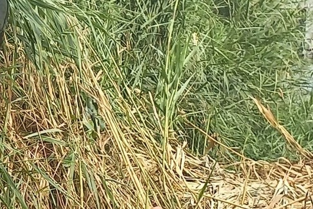 Cà Mau: Một phụ nữ nghi bị giết để lấy vàng, vứt xác vào bãi sậy - 1 Cà Mau: Một phụ nữ nghi bị giết để lấy vàng, vứt xác vào bãi sậy - 1