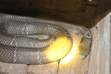 “Vua rắn độc” thu về cả núi tiền nhờ…. nọc rắn