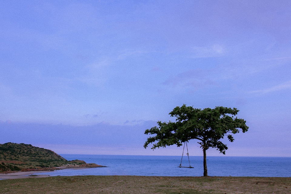 Đẹp ngỡ ngàng cây bàng cô đơn ở Bình Thuận - 5 Đẹp ngỡ ngàng cây bàng cô đơn ở Bình Thuận - 5