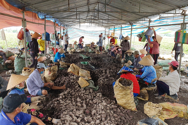 Giá khoai lang lập đỉnh, người dân Vĩnh Long lại không có để bán
