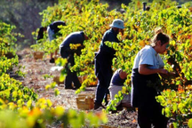 Nguy cơ lừa đảo xuất khẩu lao động sang Australia với mức lương "khủng"