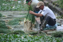Rùng mình với cảnh rau, hành được "tắm trắng" bằng nước thải đen kịt