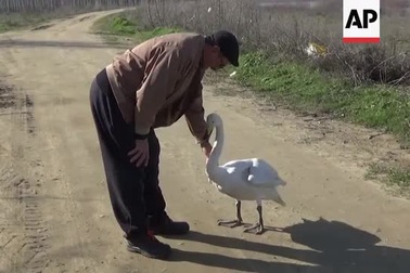 Tình bạn kỳ lạ giữa người đàn ông ân nhân và chim thiên nga