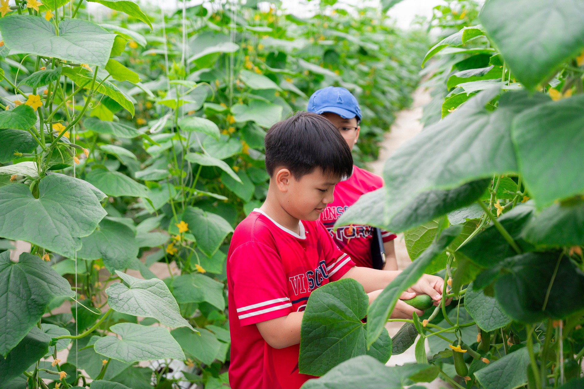Khám phá Hành trình nông sản sạch tại WinEco Tam Đảo - 9 Khám phá Hành trình nông sản sạch tại WinEco Tam Đảo - 9