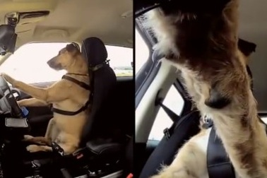 Xem chó lái ô tô 