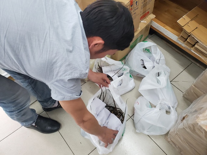 Giải cứu tôm hùm ở Hà Nội: Hàng đồng giá 299.000 đồng/con “cháy” hàng - Ảnh 4. Giải cứu tôm hùm ở Hà Nội: Hàng đồng giá 299.000 đồng/con “cháy” hàng - Ảnh 4.