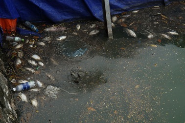 Cá chết nổi bốc mùi hôi thối ở Hồ Tây, hồ Hồ Đắc Di