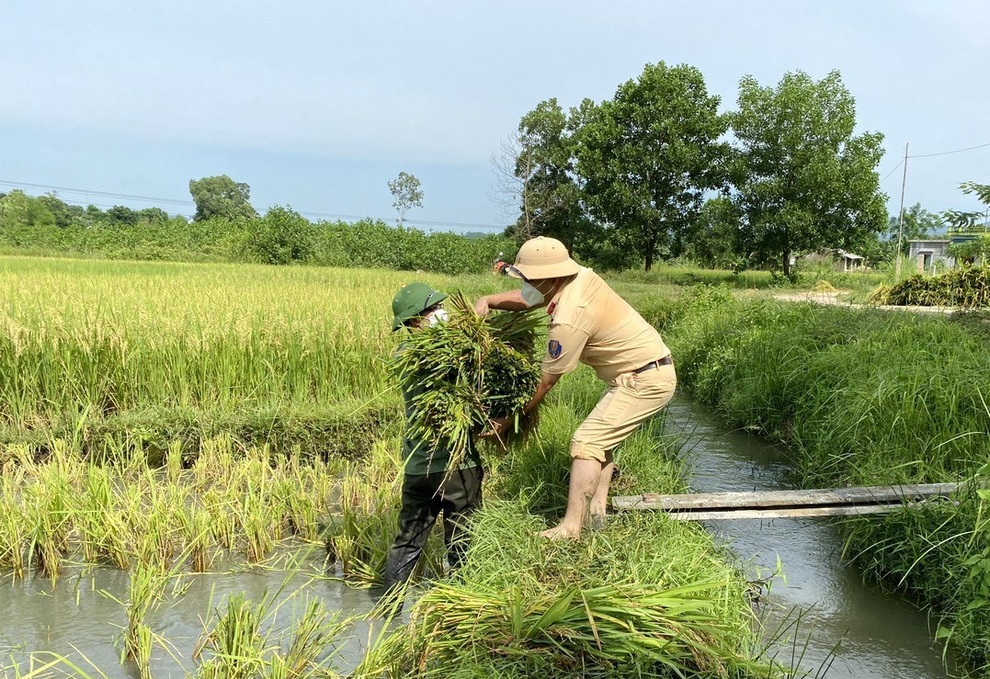 Công an giúp dân đang bị cách ly gặt lúa chạy bão - 3 Công an giúp dân đang bị cách ly gặt lúa chạy bão - 3