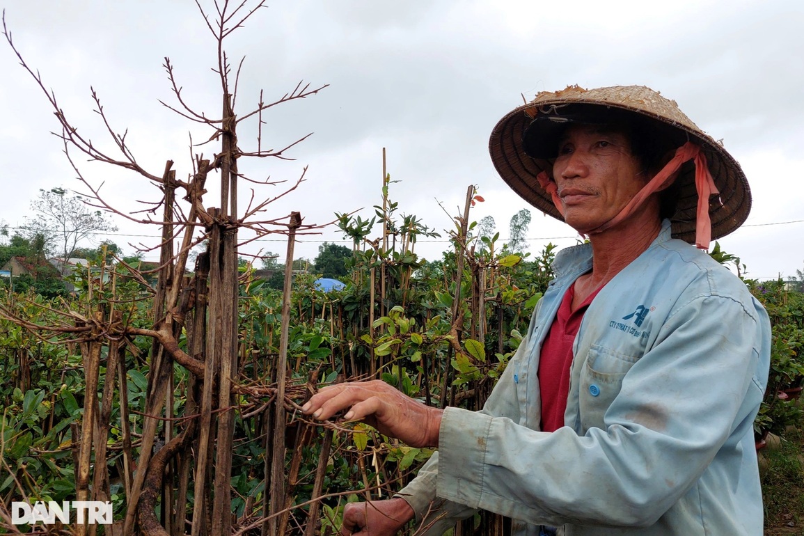 Thủ phủ mai vàng lớn nhất miền Trung, thấp thỏm vì nỗi lo Covid-19 - 1 Thủ phủ mai vàng lớn nhất miền Trung, thấp thỏm vì nỗi lo Covid-19 - 1