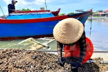 Bình Định: Mưu sinh nghề cào phễnh, vẹm ven đầm Thị Nại