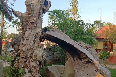 Những gốc cổ thụ đã chết bất ngờ "hồi sinh" tại Kiên Giang!
