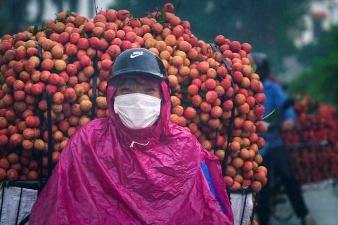 Vải thiều Lục Ngạn năm nay được đánh giá được mùa, và giá cả tương đương với nam 2020.