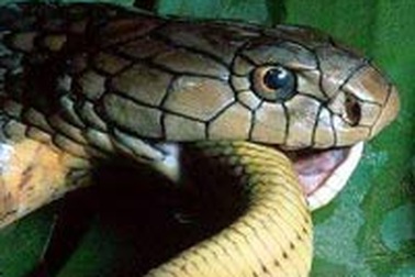 Rắn hổ mang chết vì cắn người