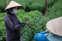 Làng hoa lớn nhất Đà Nẵng "đỏ mắt" tìm nhân công, dù trả lương cao