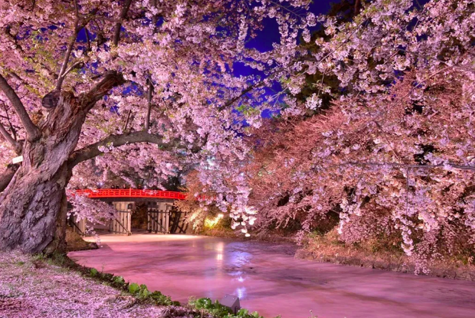Vẻ đẹp của dòng sông sakura giữa mùa xuân tại Nhật Bản - 6 Vẻ đẹp của dòng sông sakura giữa mùa xuân tại Nhật Bản - 6
