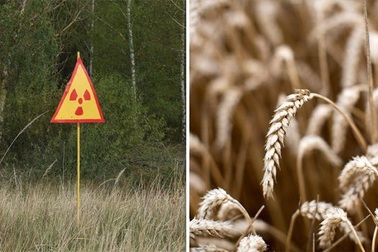 Xem xét khả năng mở lại khu vực bị ảnh hưởng bởi thảm họa Chernobyl để … trồng trọt
