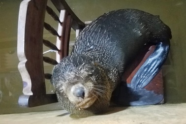 Ngư dân cứu cá thể hải cẩu dạt vào bờ biển