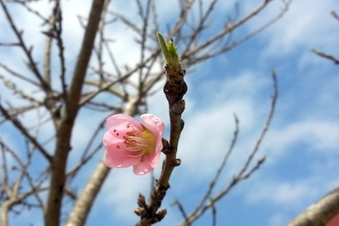 Hương sắc quê nhà