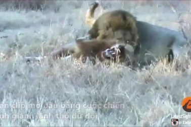 Trâu rừng chen ngang vào cuộc chiến giành lãnh thổ của sư tử và cái kết