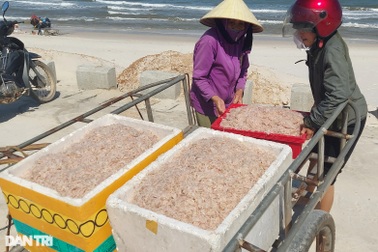 Trúng đậm ruốc biển, ngư dân vùng bãi ngang thu 3 triệu mỗi ngày