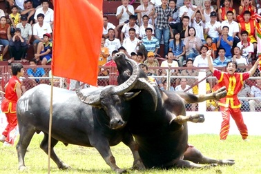 Hai khán giả nhập viện vì bị trâu chọi húc