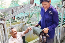 "Tỷ phú chân đất" là diễn viên nhí trong phim "Cánh đồng hoang" xưa