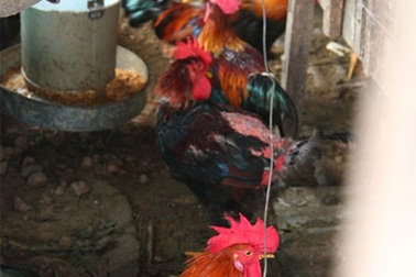 Ông chủ “trang trại nhà ống” giữa thủ đô và “tuyệt chiêu” tránh ô nhiễm