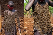 Hàng nghìn con ong bám trên người, "vua ong" tuyên bố chưa từng bị đốt