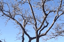 Màn rượt đuổi kịch tính giữa khỉ và báo hoa mai