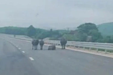 Đàn trâu tung tăng trên cao tốc Hàm Nghi - Vũng Áng