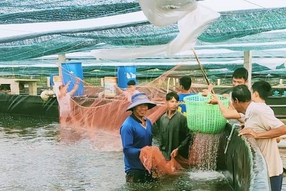 Rót vốn cả tỷ đồng nuôi tôm công nghệ cao thu lợi nhuận gấp 2-3 lần - 3 Rót vốn cả tỷ đồng nuôi tôm công nghệ cao thu lợi nhuận gấp 2-3 lần - 3