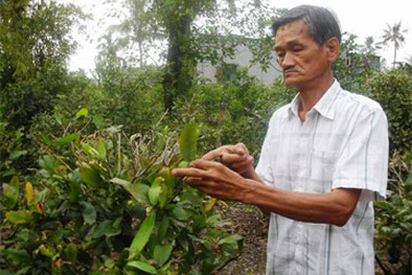 Thị trường mai tết sẽ nhiều biến động