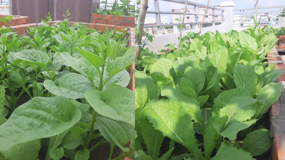 Có siêu thị mini sân thượng, gia đình không phải lo rau, củ giữa mùa dịch - 3