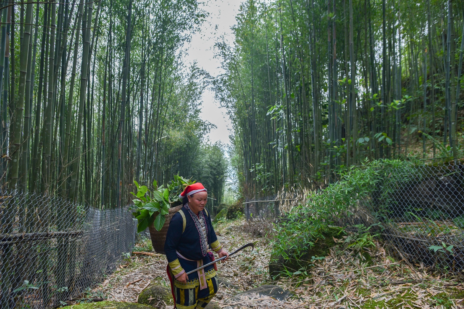 Băng rừng theo người Dao đỏ Sapa đi hái lá thuốc tắm thần dược - 22 Băng rừng theo người Dao đỏ Sapa đi hái lá thuốc tắm thần dược - 22