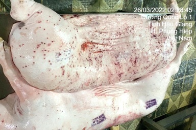 Vụ Công ty C.P. bị tố bán heo bệnh: Đề nghị tỉnh Hậu Giang vào cuộc