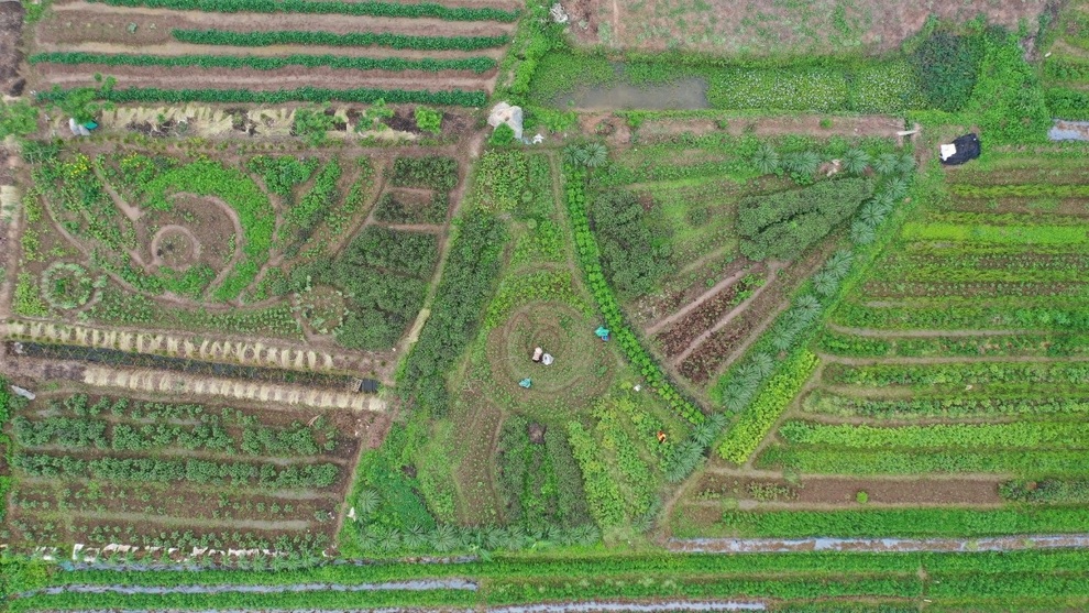 Từ cọng bạc hà dập nát, cô gái Thái Bình thuê đất trồng dược liệu làm giàu - 3 Từ cọng bạc hà dập nát, cô gái Thái Bình thuê đất trồng dược liệu làm giàu - 3