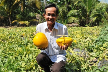 “Vua dưa hấu thỏi vàng” sẽ… tung ra 600 cặp dưa thỏi vàng