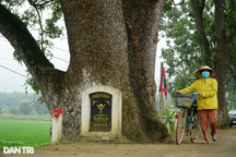 Hàng cây di sản trăm tuổi dưới chân núi thiêng