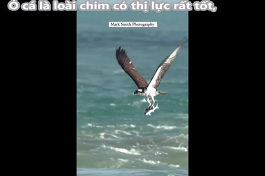 Màn săn mồi ấn tượng của chim ó cá