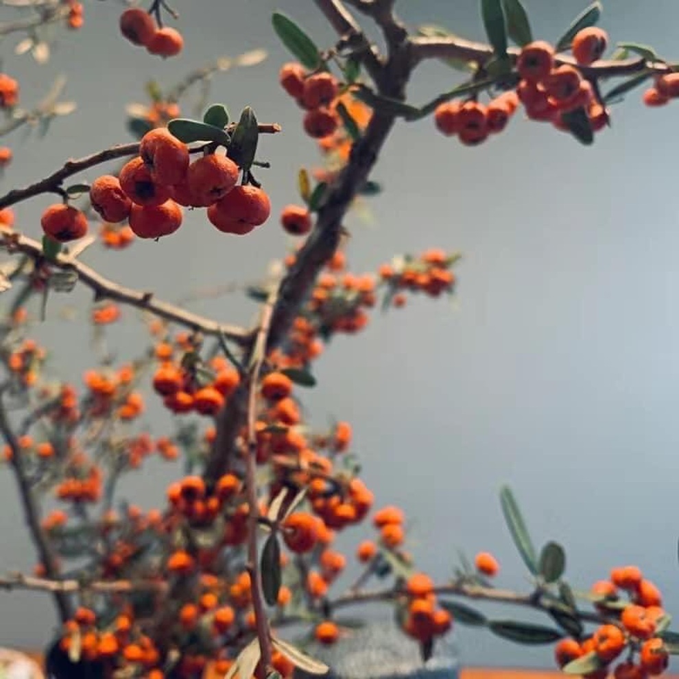 Mẹ đảm thích thú săn tìm cành bạch đàn non, cherry về cắm trang trí - 8 Mẹ đảm thích thú săn tìm cành bạch đàn non, cherry về cắm trang trí - 8