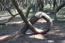 Bí ẩn "khu rừng say xỉn" kỳ lạ nhất trên thế giới