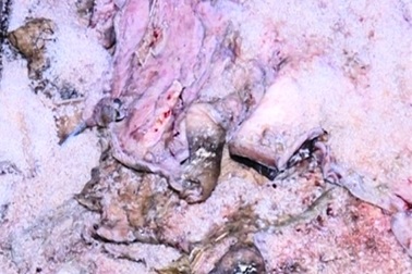 Phát hiện 1,4 tấn da, xương trâu bò không chứng nhận thú y