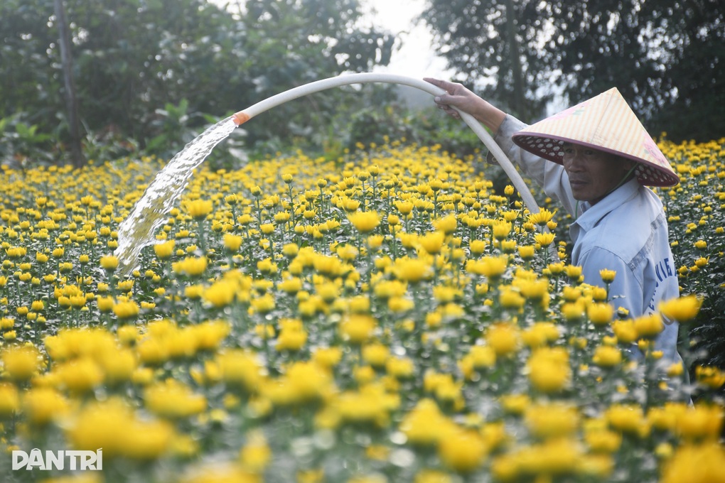 Nửa triệu chậu hoa cúc nở rộ mang đến niềm vui cho người nông dân - 1 Nửa triệu chậu hoa cúc nở rộ mang đến niềm vui cho người nông dân - 1