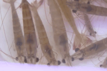 Món tôm bò nhảy tanh tách trong miệng, thách thức thực khách ở Quảng Ninh