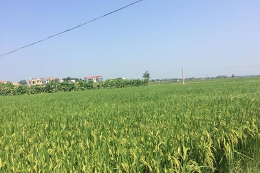 Nông dân thu lợi lớn từ cánh đồng mẫu lớn