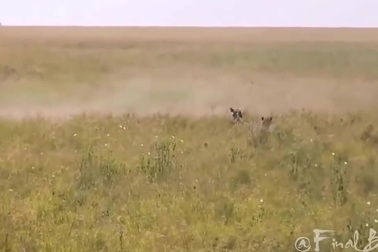 Lợn bướu mẹ húc văng sư tử để giải cứu con non