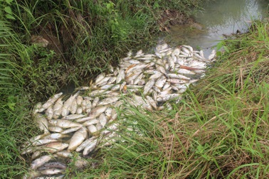 Vụ cá chết, gà vịt ăn cá cũng chết theo: Do nhiễm khuẩn Aeromonas spp